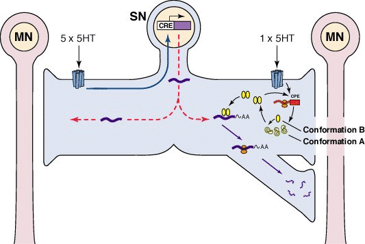 Figure 1: A model for memory and its persistence in Aplysia...